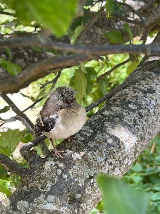 فيلا L'Ancienne Raffinerie De Tabac Dernacueillette المظهر الخارجي الصورة